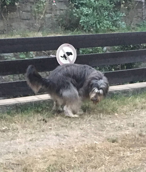 Hund macht Wurst genau vor einem Verbotsschild, dass das untersagen soll, Hundehaltung Schild/echter Hund stimmt genau überein.